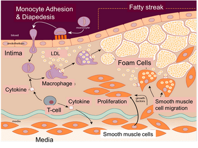новые липоциты новые липоциты