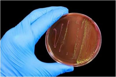 канариум филиппинский