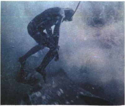 голубого кита