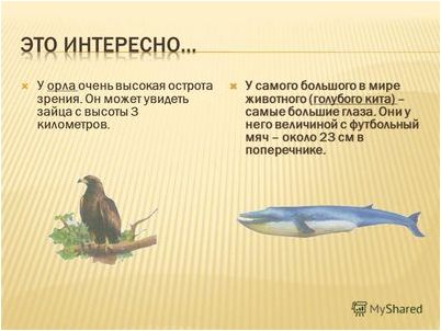 семейства китовых