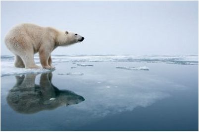 белых медведей