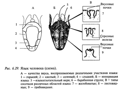 мозг мозг
