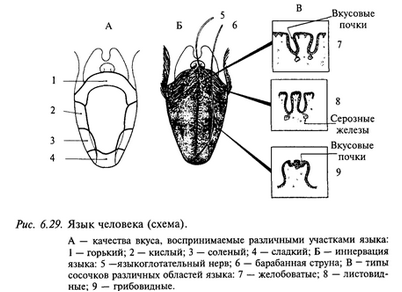 мозг