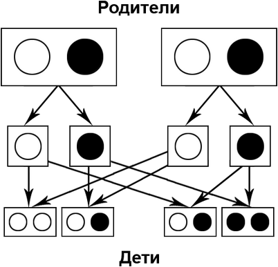 исходные клетки