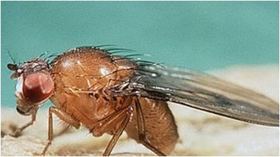 спаривание