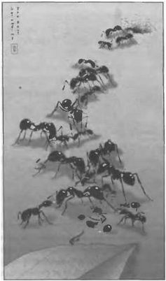 зеленой бороды