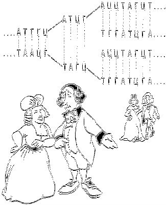 нуклеотидов