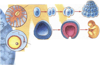 исходных клеток