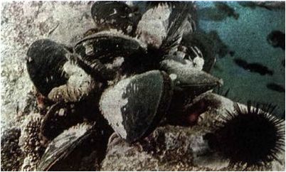 личиночных крабов