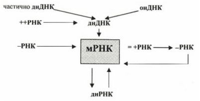 американский