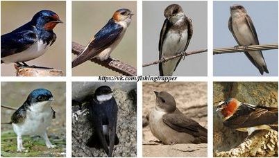 певчие птицы