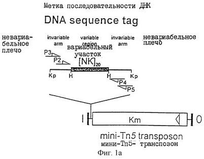 гены дрозофилы