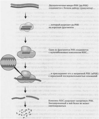 эмбриональный