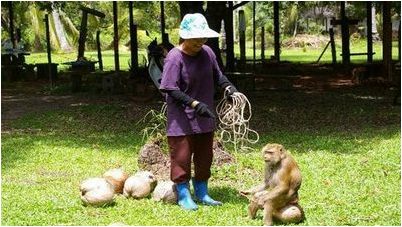 более позднего