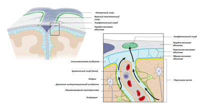 мужского растения