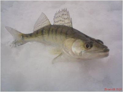 больше героина