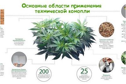 циркадный ритм