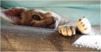 отчеты бригады