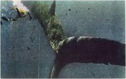 сохранения биоразнообразия