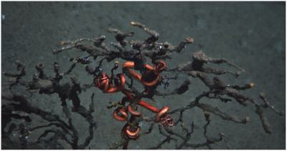 едящие нефть